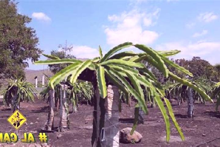 escort Panuco (La Pitahaya) [Nuevo Centro de Poblacion]