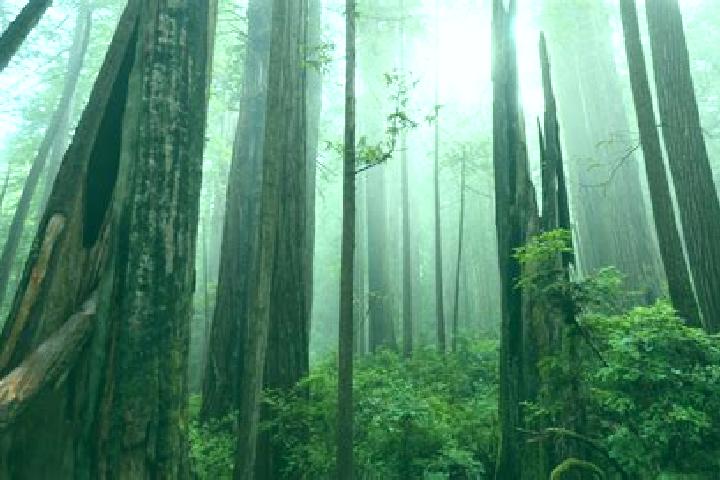 escort Park Forest