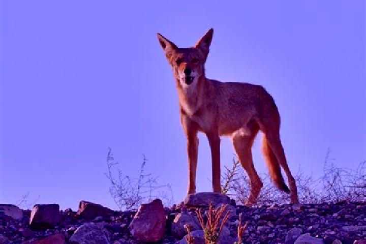 escort Paso Coyote