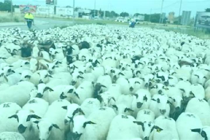 escort Paso de Ovejas
