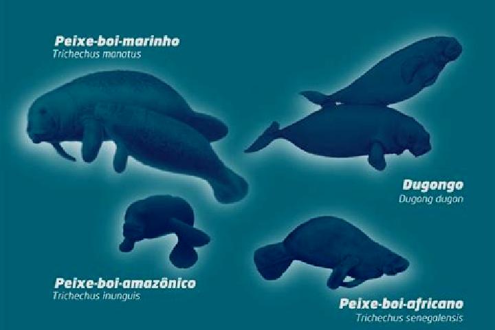 escort Peixe-Boi