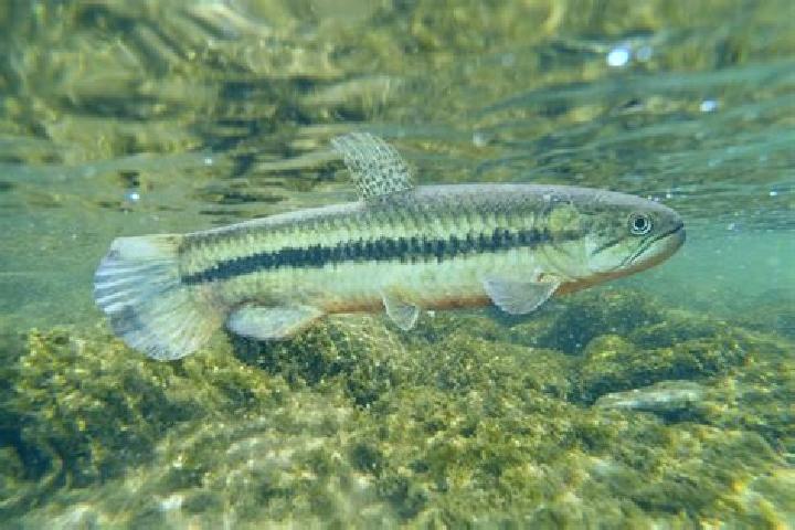 escort Peixe