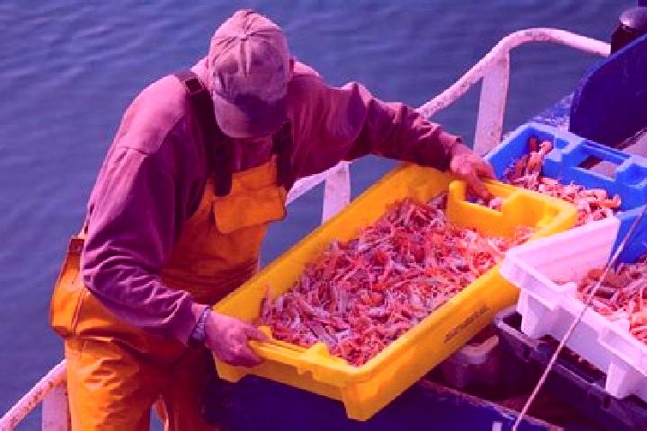 escort Pesca