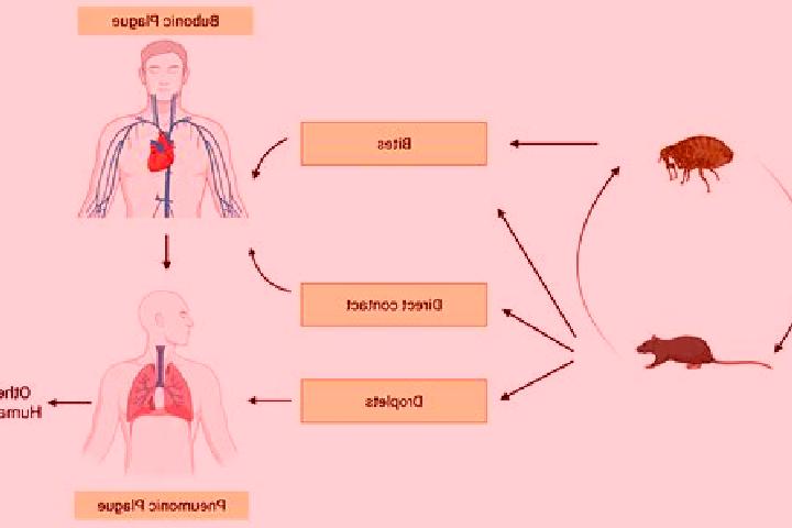escort Pestis