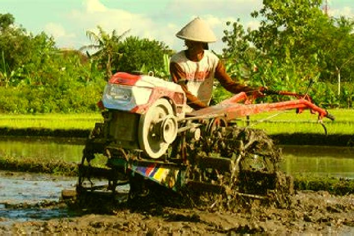 escort Petani