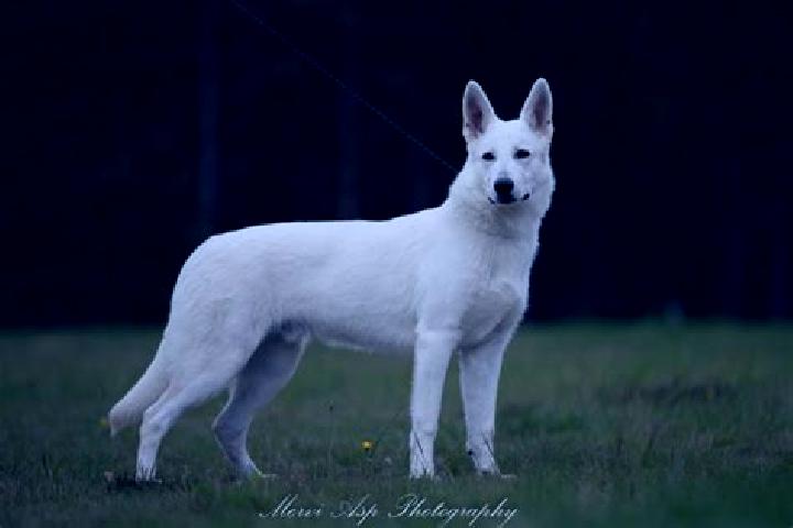 escort Peto