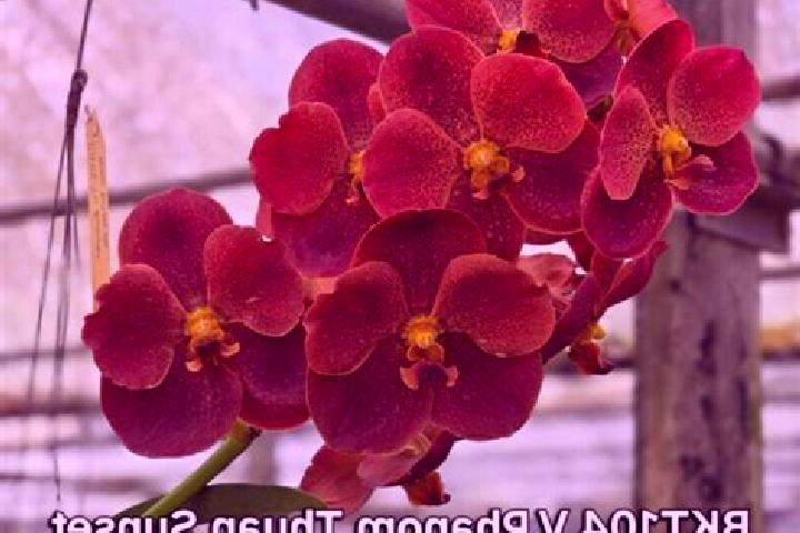 escort Phanom Thuan