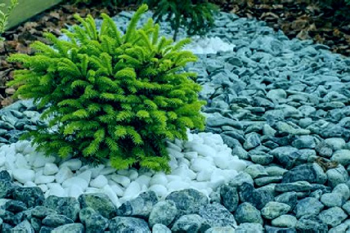 escort Piedras