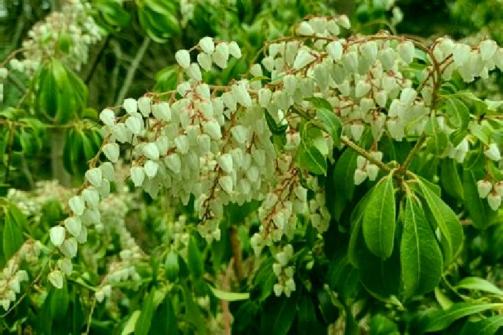 escort Pieris