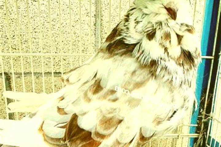 escort Pigeon