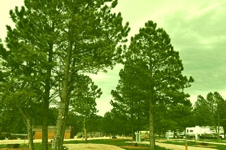 escort Pine Haven