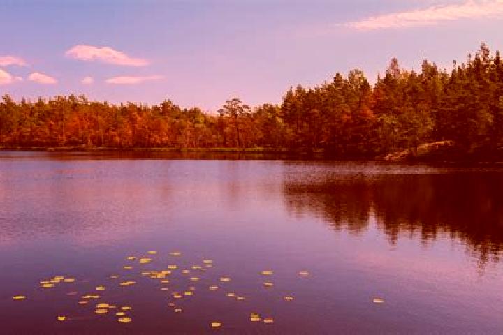 escort Pine Lake