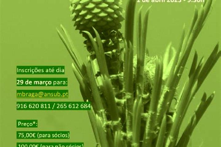 escort Pinheiro Manso