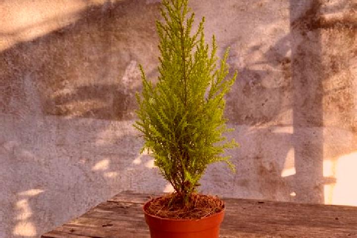 escort Plan de Limon