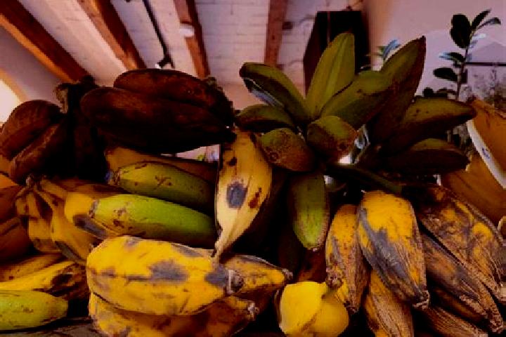 escort Platanos