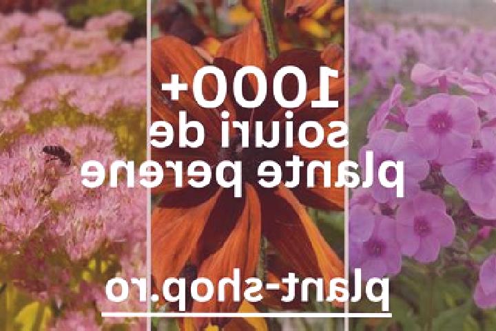 escort Plesoiu