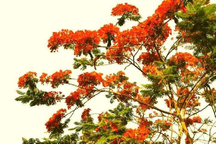 escort Poinciana