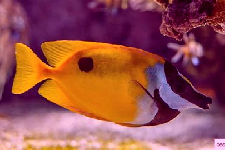 escort Poisson
