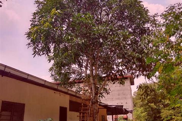 escort Pokok Sena