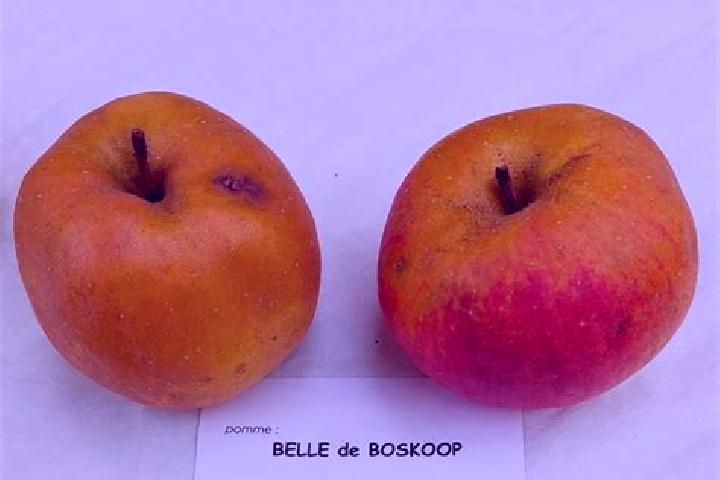 escort Pommiers