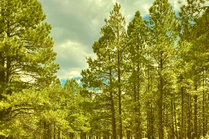 escort Ponderosa Pine