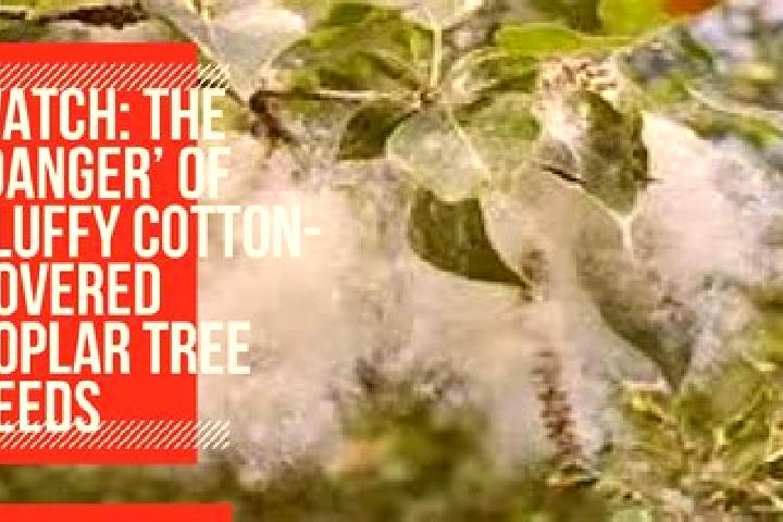 escort Poplar-Cotton Center