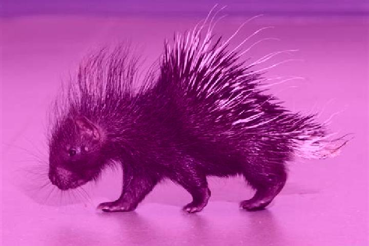 escort Porcupine