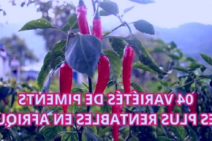 escort Port-a-Piment