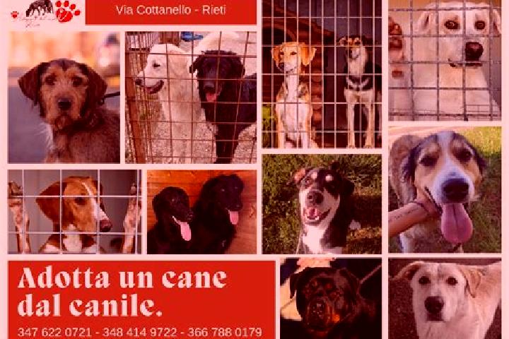 escort Pozzo d Adda