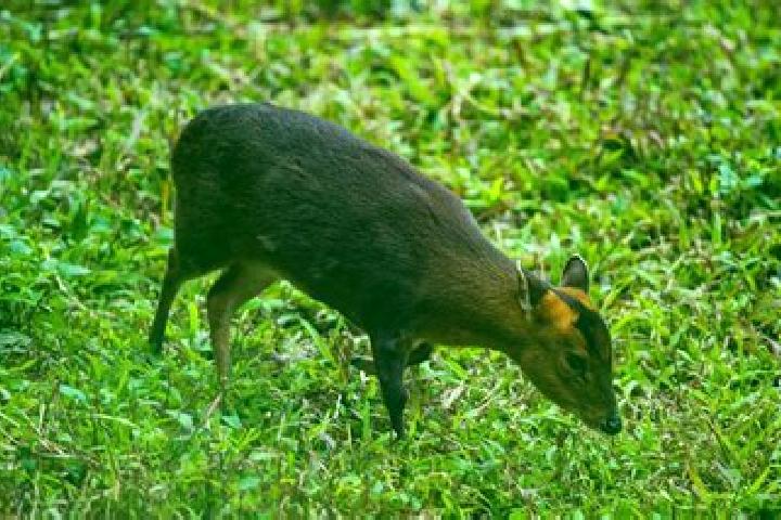 escort Pudu