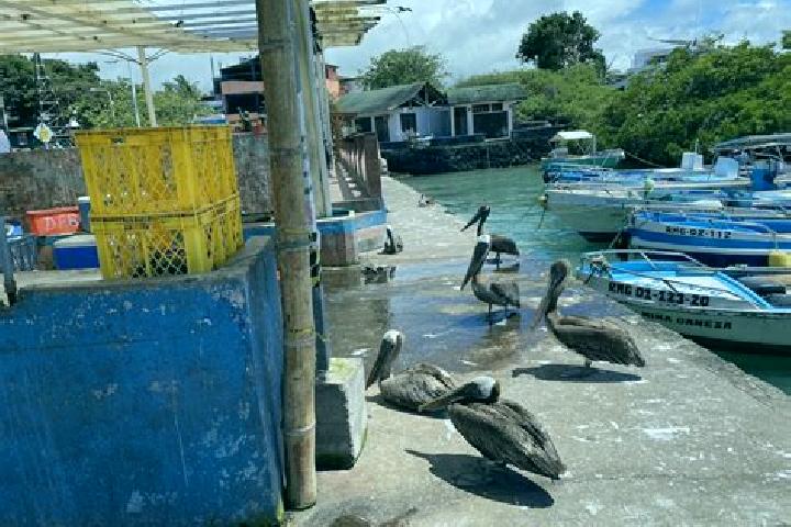 escort Puerto Ayora