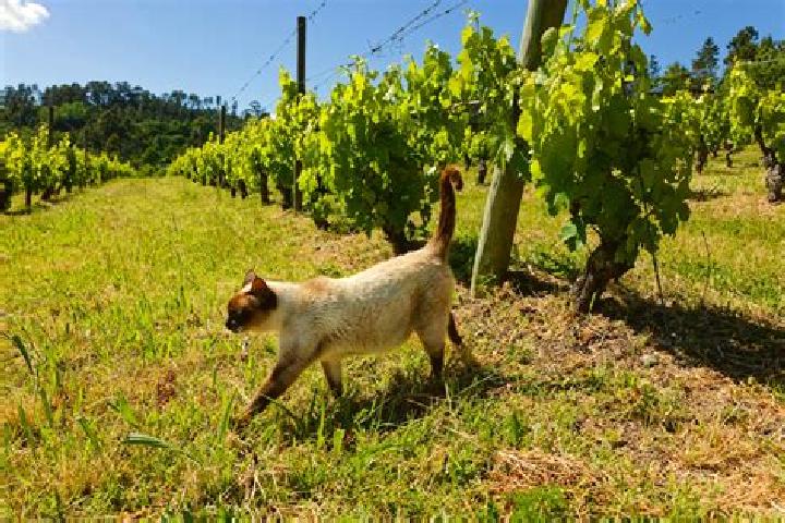 escort Quinta do Gato