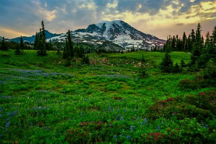 escort Rainier