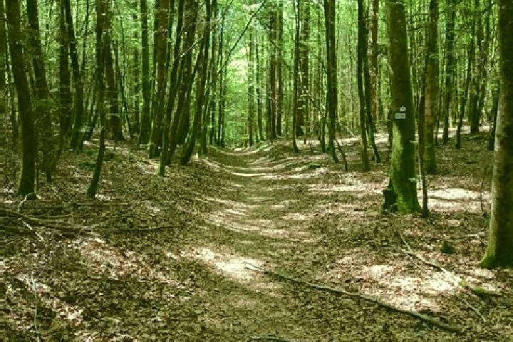 escort Raon-aux-Bois