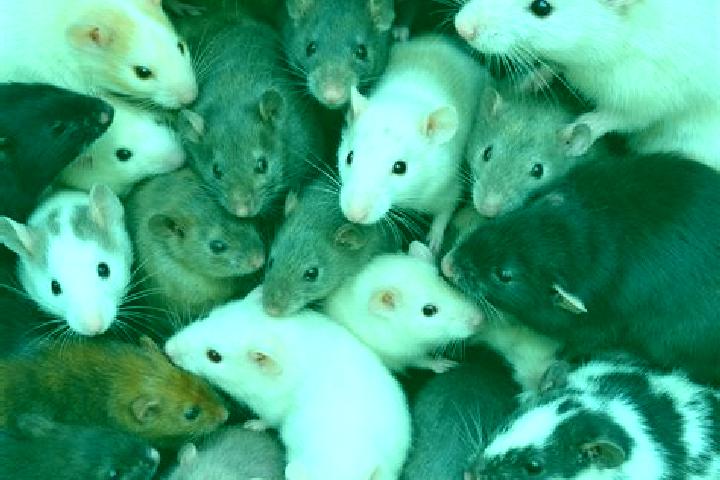 escort Ratten