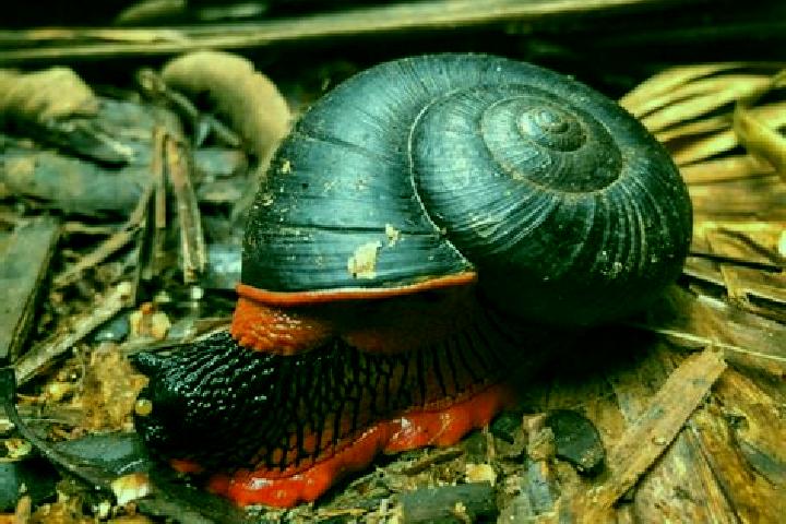 escort Raya Caracol