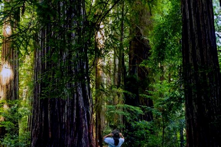 escort Redwood Park
