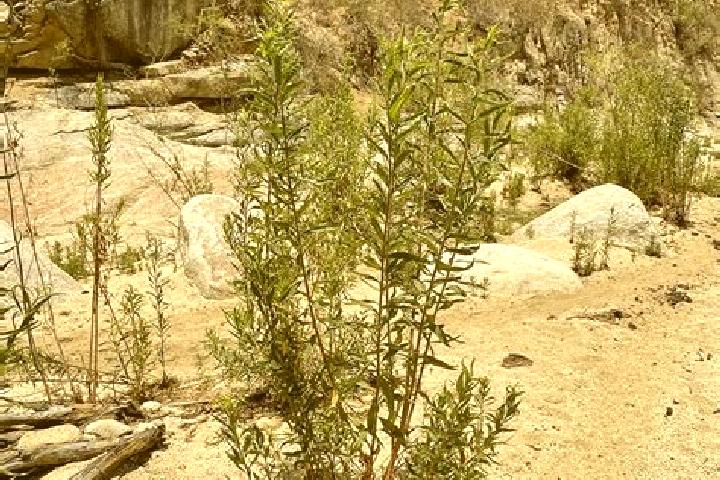 escort Rio Frio de Juarez