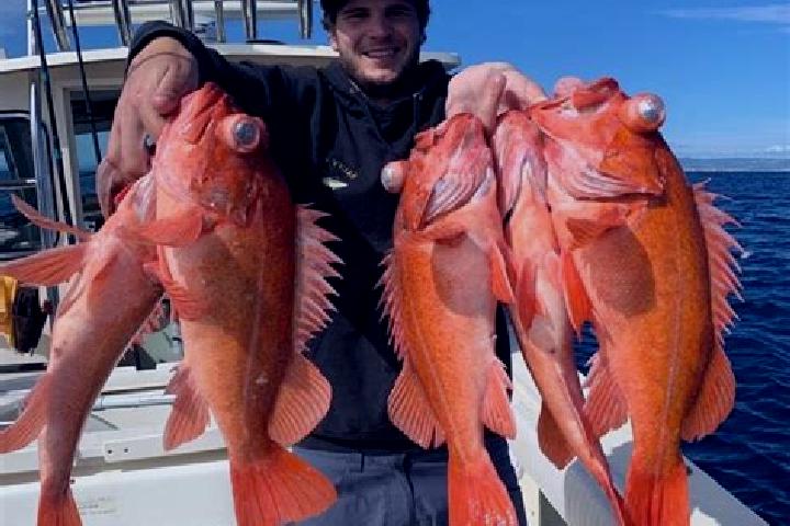 escort Rockfish