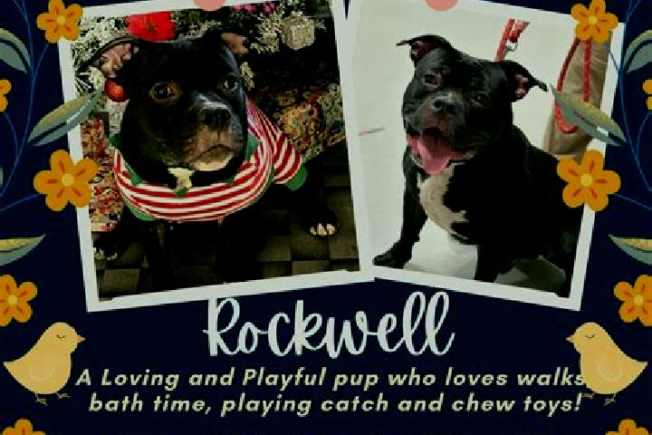 escort Rockwell