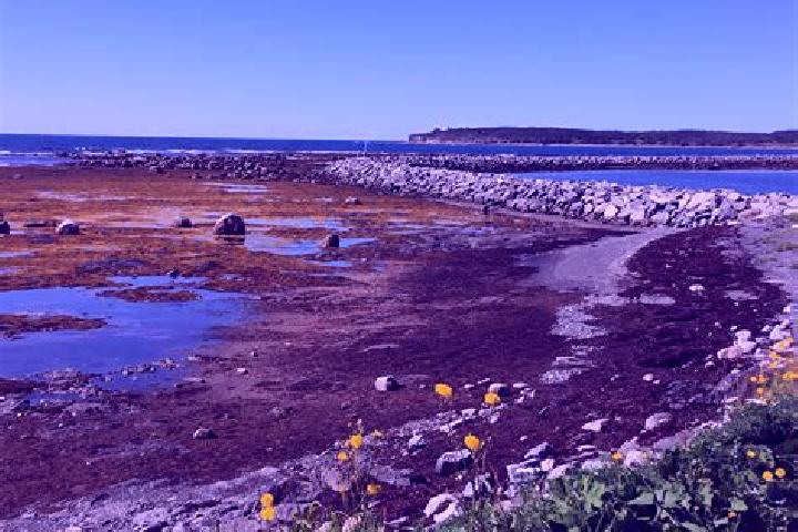 escort Rocky Harbour