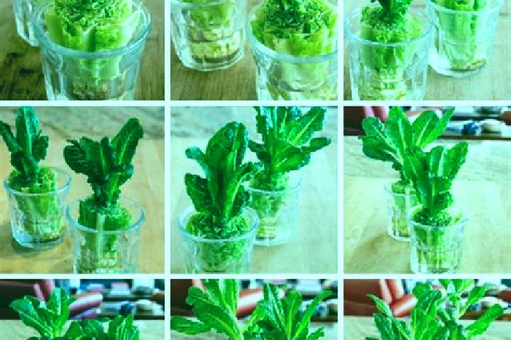 escort Romaine