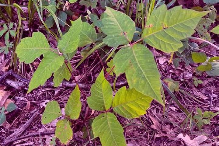 escort Root