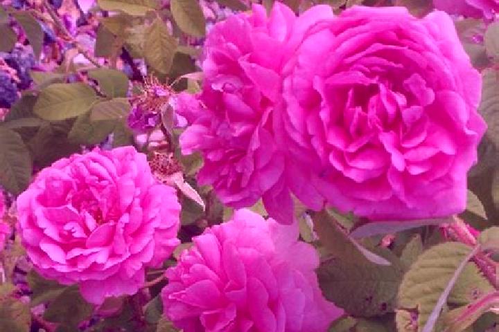 escort Rosa de Castilla