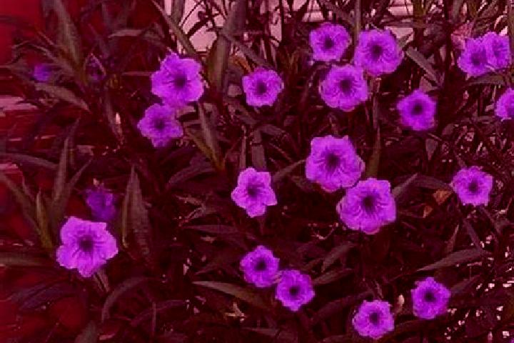escort Rosa Morada