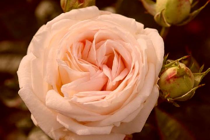 escort Rose Valley