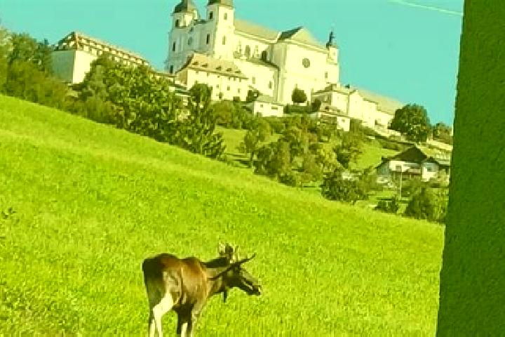 escort Rosenau am Sonntagberg