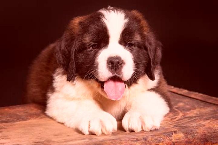 escort Saint Bernard