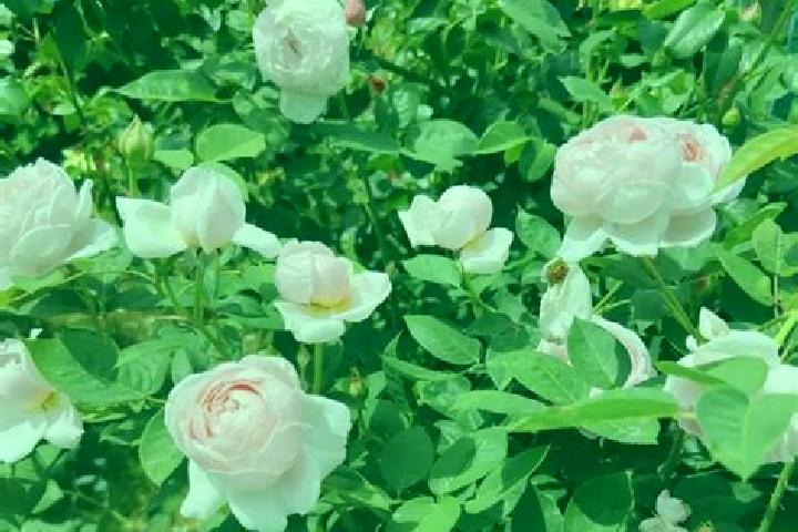 escort Saint Rose