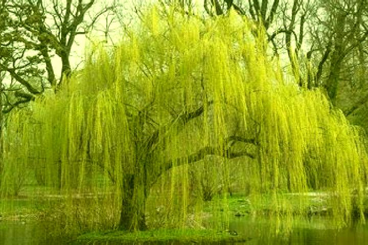 escort Salix